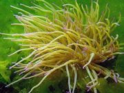 Studiuesit japonezë zbulojnë një specie të re të anemonit të detit