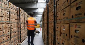 Trafik kokaine nga Kolumbia drejt Europës, dënohet banda e shqiptarëve në Belgjikë