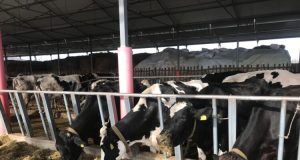 Vinte nga Serbia/ 25 ton misër i bllokuar në kufi – Shqipëria ndal toksinën që shkakton kancer!