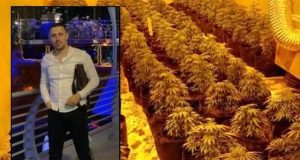 Vëllai i ish-deputetit të PS përfundon në burg/ Gjykata e Lezhës jep 17 vite e 8 muaj dënim për kanabisin
