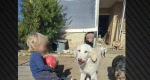 “Gjithçka ndodhi në 30 sekonda” – Nëna flet pas vdekjes tragjike të djalit nga kafshimi i pitbullit