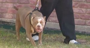 E rëndë në Greqi! Pit bulli sulmon për vdekje fëmijën 18 muajsh të shqiptarit