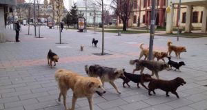 Sulmohet nga qentë endacakë një fëmijë 8-vjeçar në shëtitoren “Taulantia” në Durrës