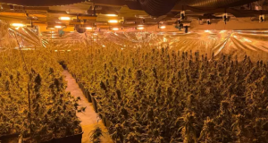 U tradhtuan nga koshi i mbeturinave/ Si u çmontua plantacioni i drogës së shqiptarëve në Gjermani