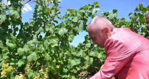 Meta: Heqja e subvencionit të naftës, goditje e rëndë! Politikat e Ramës po falimentojnë bujqësinë