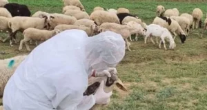 Rikthehet murtaja tek bagëtitë në Shkodër, Dajçi në karantinë pas rastit të ri