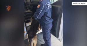 “Kapet në Portin e Durrësit me 3250 fara kanabisi, arrestohet 24-vjeçari”