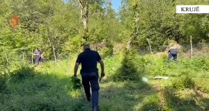 Operacion masiv antidrogë në Krujë, policia asgjëson fidanë dhe bimë cannabis