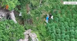 Shkodër, zbulohen mbi 2 mijë bimë kanabisi në Shosh dhe Kelmend, dy të arrestuar
