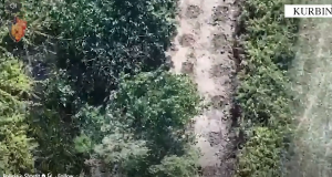 Zbulohen bimë kanabis në Mirditë, tre persona përfundojnë në pranga