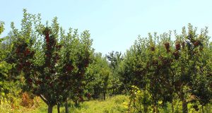 Si të kujdeseni për pemët frutore pas korrjes? Këshilla për një prodhim më të mirë vitin e ardhshëm