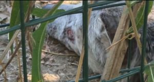Situatë alarmante në Kopshtin Zoologjik të Tiranës/ Kafshët përpëliten në temperatura të larta, pa ujë dhe të sëmurë