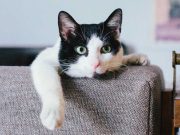 A mund ta lini macen vetëm në shtëpi gjatë verës? 7 gjëra që duhet të kontrolloni