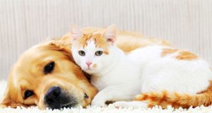 Qen apo mace në shtëpi? Cila kafshë e kupton më mirë njeriun dhe cila është më e dobishme?