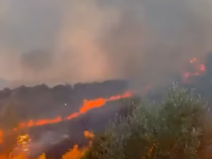 ZJARRET NË FIER/ 2 në pranga, një tjetër nën hetim! U dogjën ullishte e toka bujqësore