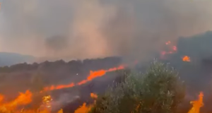 ZJARRET NË FIER/ 2 në pranga, një tjetër nën hetim! U dogjën ullishte e toka bujqësore
