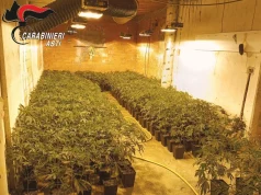 Itali, 1,206 bimë marijuane dhe 22 kg kokainë, arrestohet shqiptari