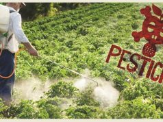 Raporti i KLSH ngre alarmin: Shqipëria mbajti në qarkullim 10 pesticide të ndaluara nga BE-ja