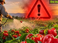 Specat me pesticid të ndaluar në Kroaci po shiten në Shqipëri. Emrat e biznesmenëve që i prodhuan