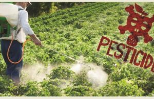 Raporti i KLSH ngre alarmin: Shqipëria mbajti në qarkullim 10 pesticide të ndaluara nga BE-ja