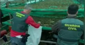 Jetonin në tenda pranë plantacionit me 1.000 bimë kanabisi në pyll, arrestohen 4 shqiptarë në Spanjë